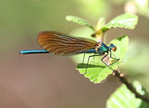 Beautiful Demoiselle