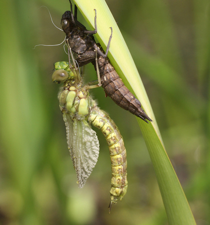 Southern Hawker