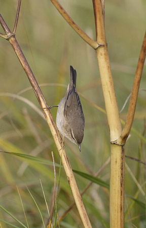 Dusky Warbler