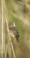 Dusky Warbler