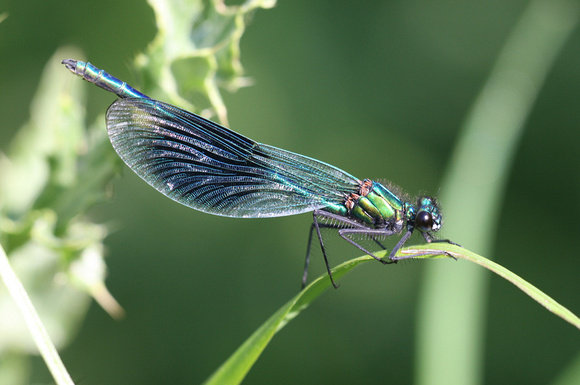 Banded Demoiselle (male)