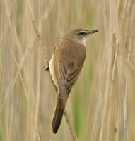 Great Reed Warbler