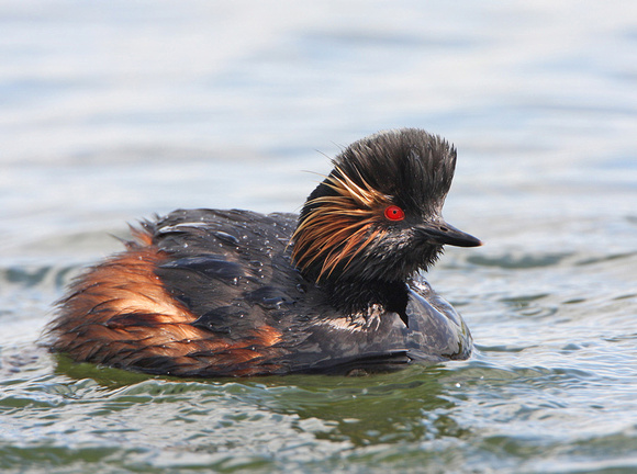 Black-necked Grebe