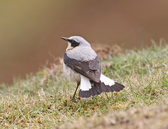 Northern Wheatear