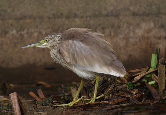 Squacco Heron 6/11/11