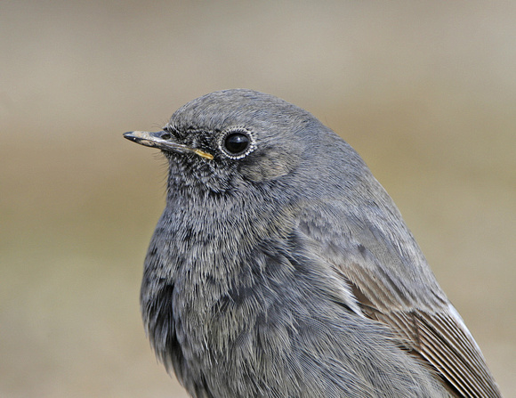 Black Redstart