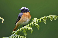 Common Redstart