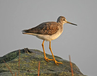 Greater Yellowlegs