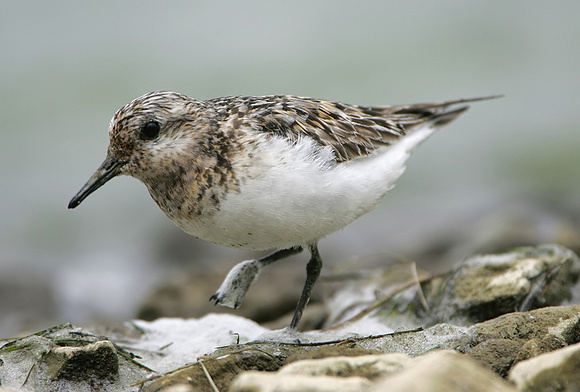 Sanderling