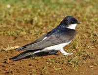 House Martin