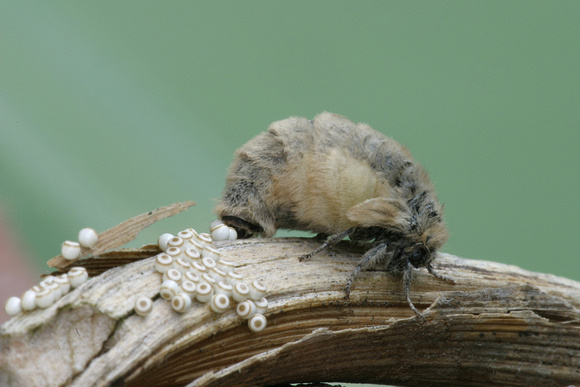 Vapourer (Female)