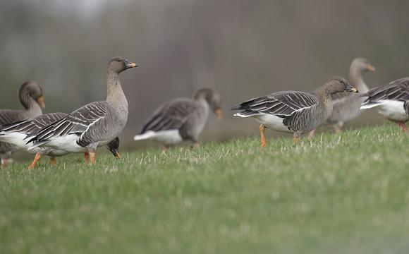 Tundra Bean Goose
