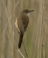 Great Reed Warbler