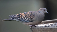 Oriental (Rufous) Turtle Dove