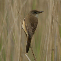 Great Reed Warbler