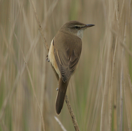 Great Reed Warbler