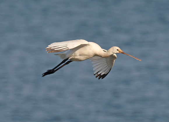 Spoonbill