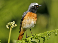 Common Redstart
