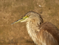 Squacco Heron