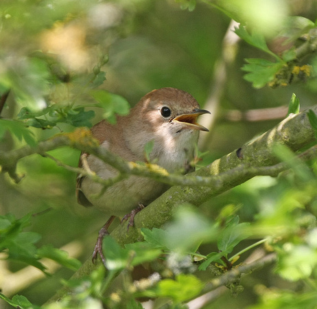 Nightingale