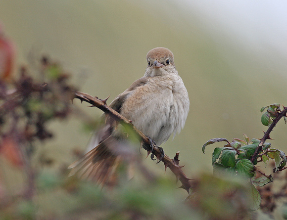 Isabelline (Daurian) Shrike