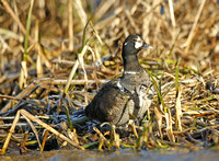 Harlequin Duck