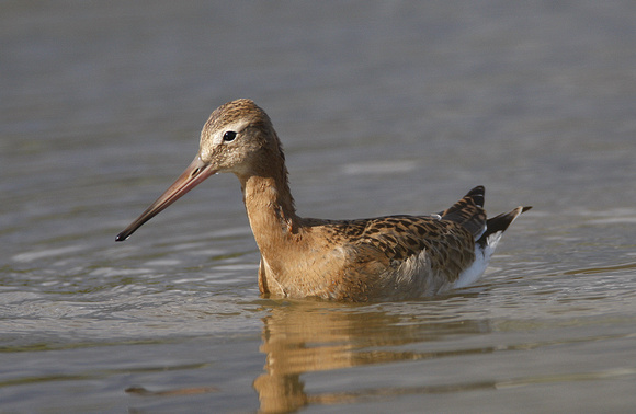 Black-tailed Godwit