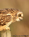 Long-eared Owl & Short-eared Owl