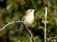 Icterine Warbler