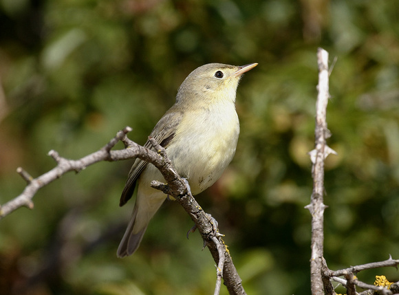 Icterine Warbler