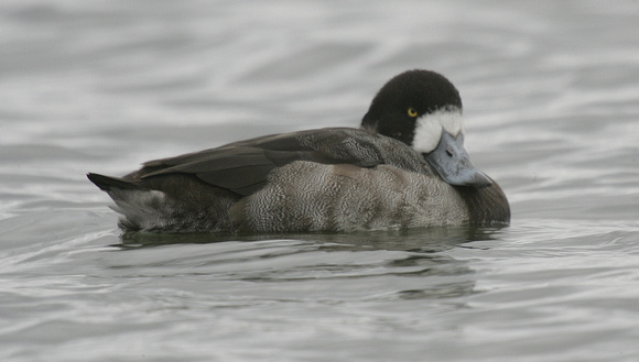 Greater Scaup