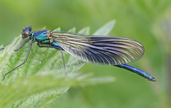 Banded Demoiselle