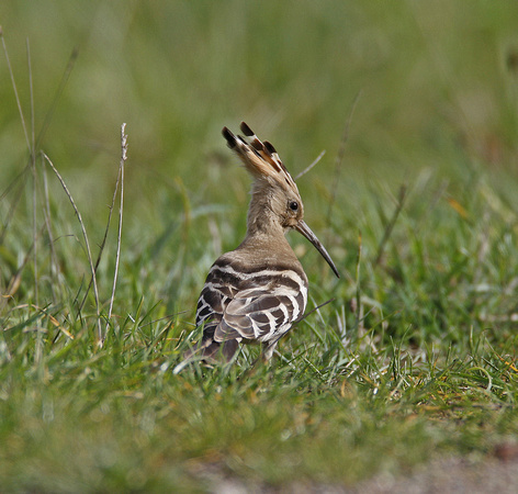 Hoopoe