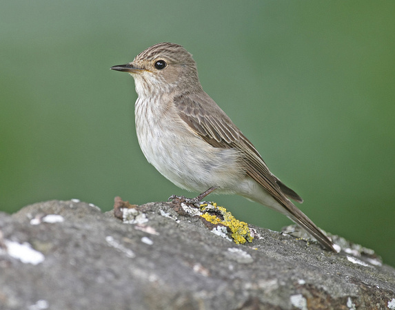 Spotted Flycatcher