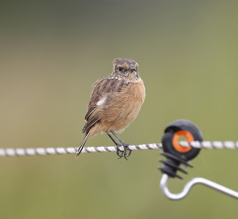 Stonechat