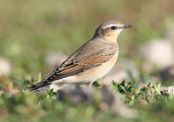 Northern Wheatear