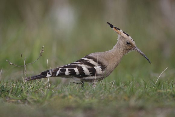 Hoopoe
