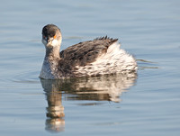 Black-necked Grebe