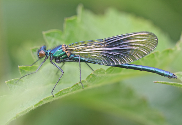 Banded Demoiselle