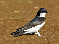 House Martin