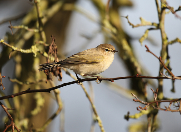 Siberian Chiffchaff