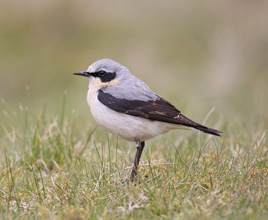 Northern Wheatear