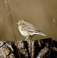 Tree Pipit