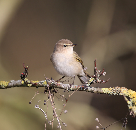 Siberian Chiffchaff