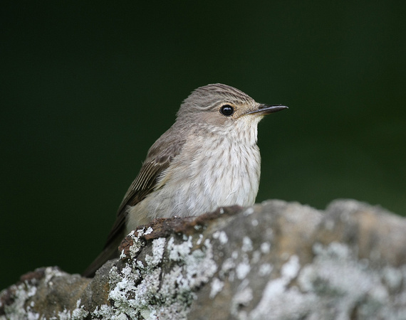 Spotted Flycatcher