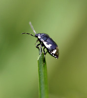 Crickets,Grasshoppers,Shieldbugs & Leaf-hoppers