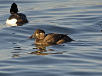 Surf Scoter