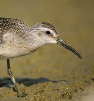 Curlew Sandpiper