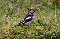 (Northern) Great Spotted Woodpecker