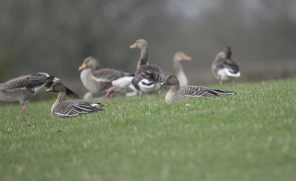 Tundra Bean Goose